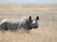 A Rhinoceros In The Wild Rhinos Have Few Natural Enemies