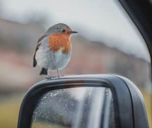 European Robin on a car mirror