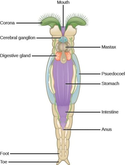 rotifer anatomy diagram