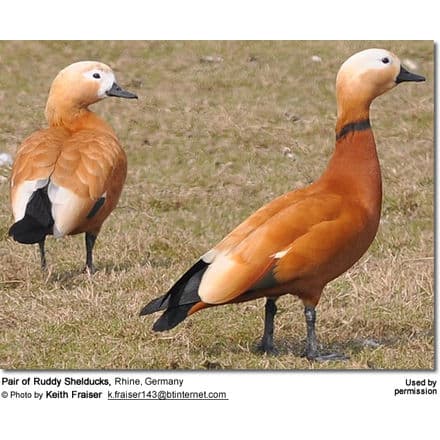 ruddy shelduck facts