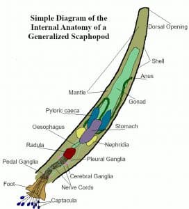 A generalized diagram of Scaphopoda anatomy.