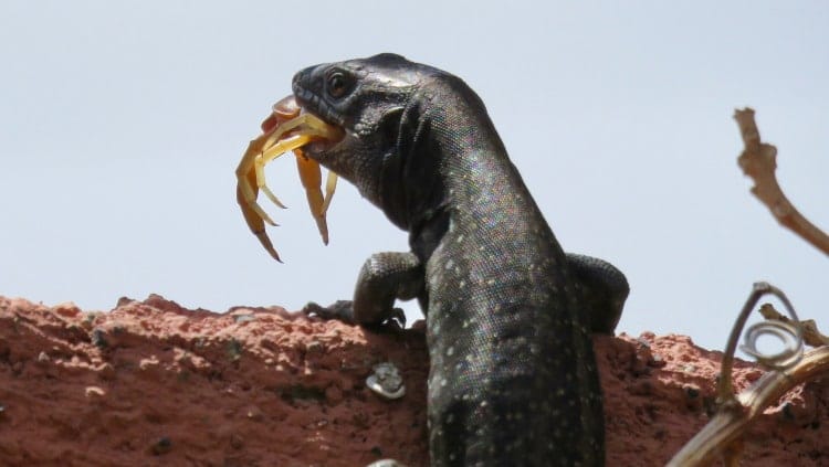 lizard eating scorpion