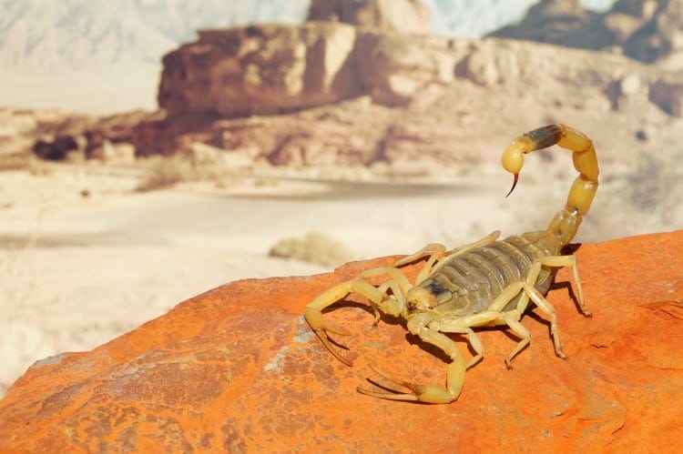 Deathstalker Scorpion In Desert
