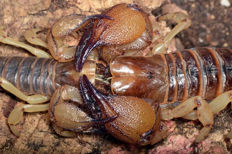 scorpion courtship pedipalp and cheliceraclose up