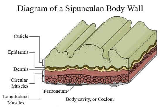 Diagram of a Sipunculan body wall.