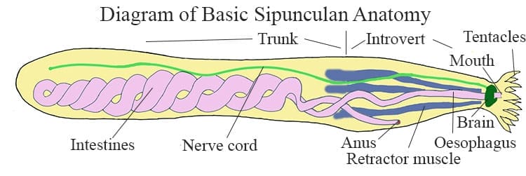 Diagram of basic Sipunculan anatomy