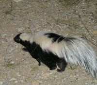 A Striped Skunk On The Move