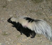 A Striped Skunk A Striped Skunk On The Move