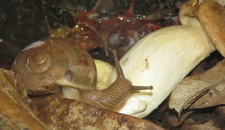 Terrestrial snail eating a mushroom.