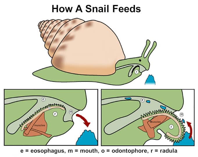 gastropod mouth anatomy