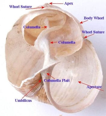 gastropod shell anatomy diagram