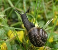 A Snail In Motion
