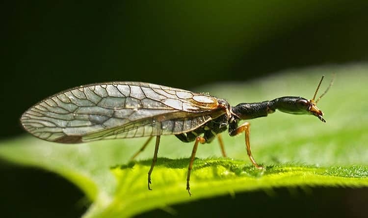 male snakefly