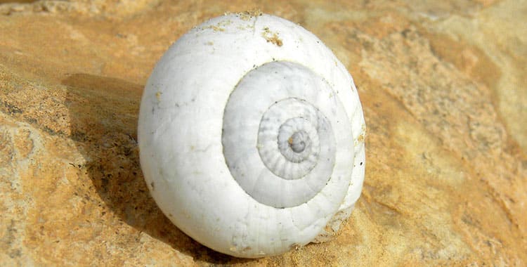 where do snails live demonstrated by Sphincterochila boissieri in the desert