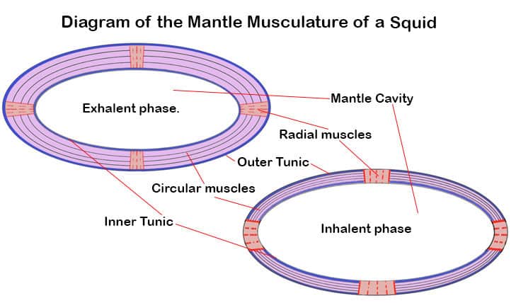 A generalized diagram of the mantle musculature of a squid