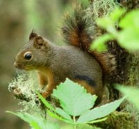 A Red Squirrel Squirrels Have Many Natural Enemies