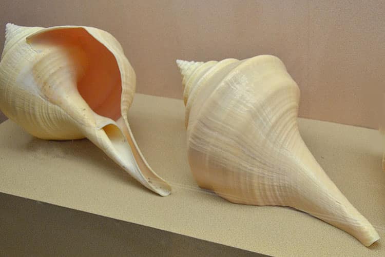 Two shells of Gastropoda Syrinx aruanus