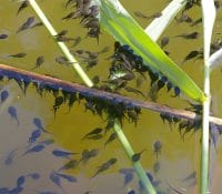 Tadpoles In A Pond
