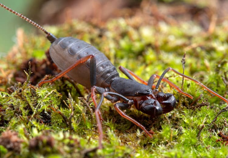 Vinagaroon Thelyphonus sp.