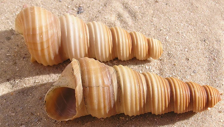 Shells of Turritella terebra