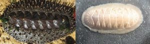 Two Chitons