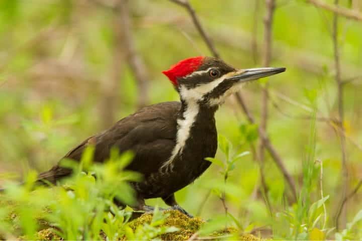 Are Woodpeckers Omnivores