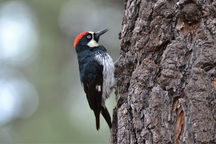 Are Woodpeckers Omnivores
