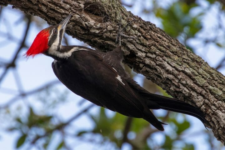 Are Woodpeckers Omnivores