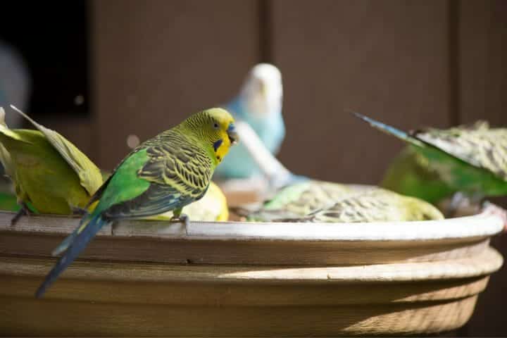 How Do Budgies Sleep