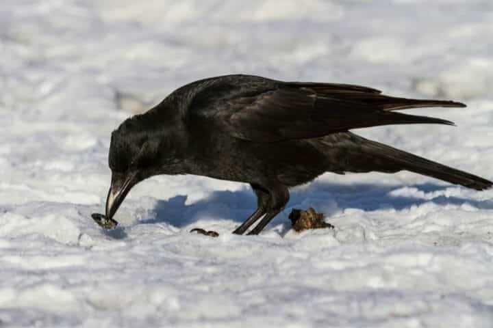 Do Crows Eat Other Birds