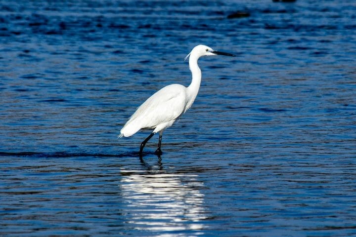 Do Birds Have Penises