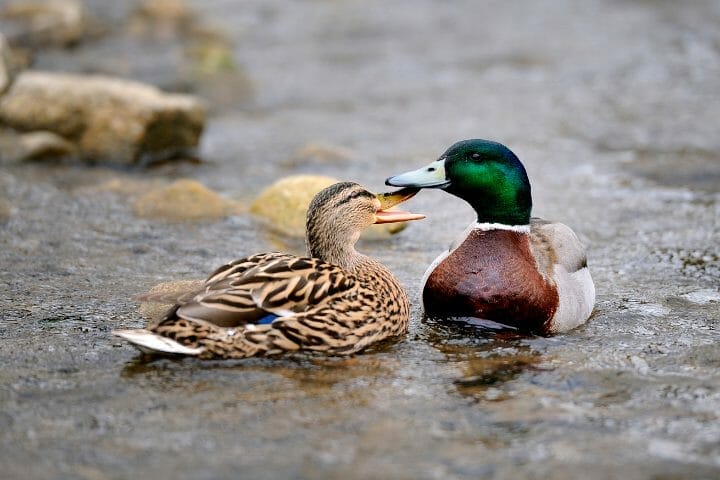 How Do Ducks Mate? Amazing and Frightening Sex Lives of Ducks