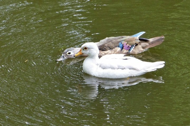 How Do Ducks Mate? Amazing and Frightening Sex Lives of Ducks