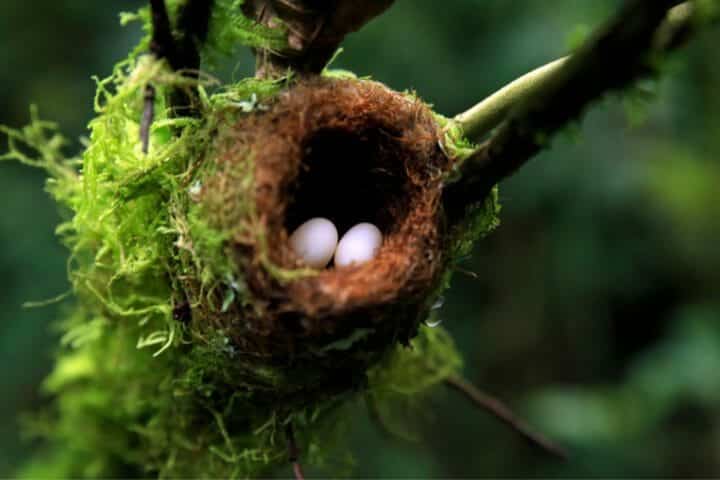 Do Hummingbirds Leave Their Nest At Night