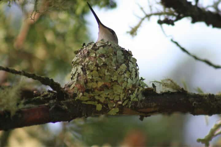 Do Hummingbirds Leave Their Nest At Night