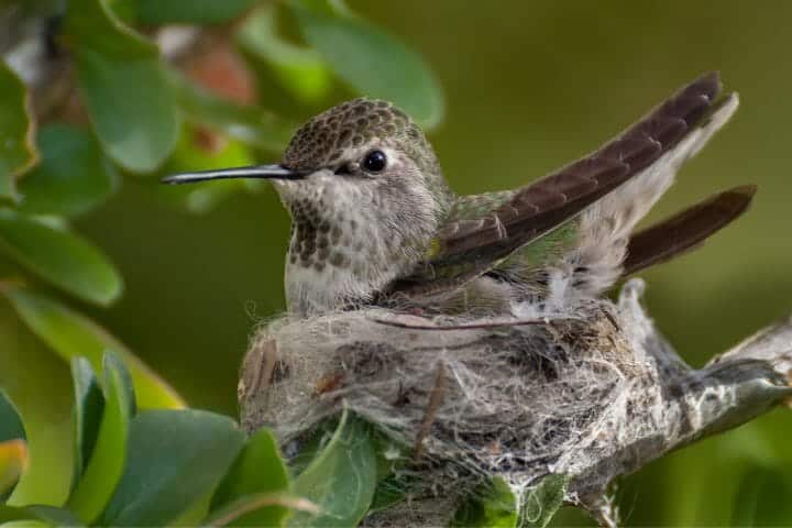 Do Hummingbirds Leave Their Nest At Night