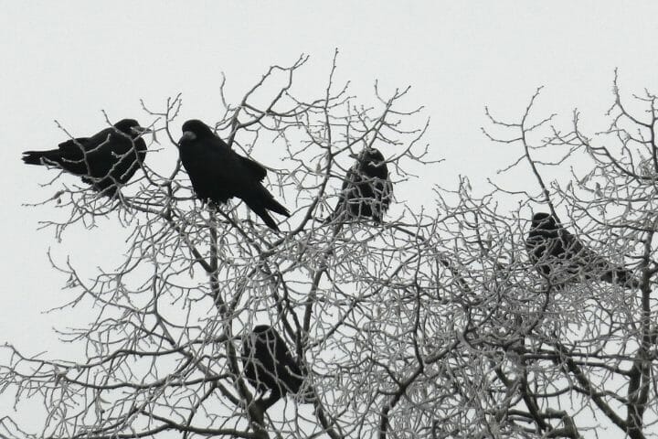 Where Do Crows Nest?