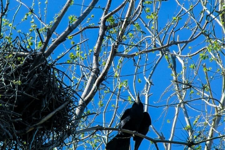 Where Do Crows Nest?