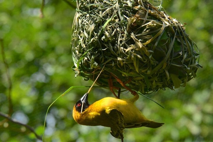 What Is The Meaning Of Weaver Bird