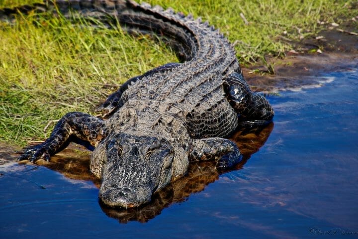 Alligator Predators: What Eats An Alligator Or Crocodile