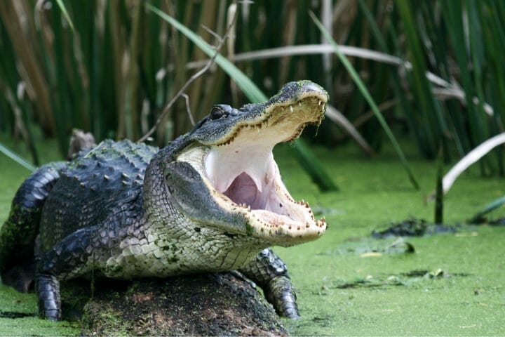 are alligators apex predators