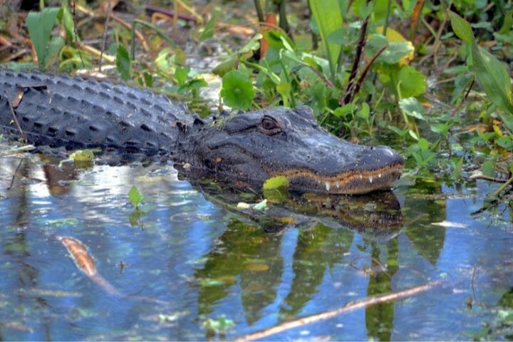 Alligator Predators: What Eats An Alligator Or Crocodile?
