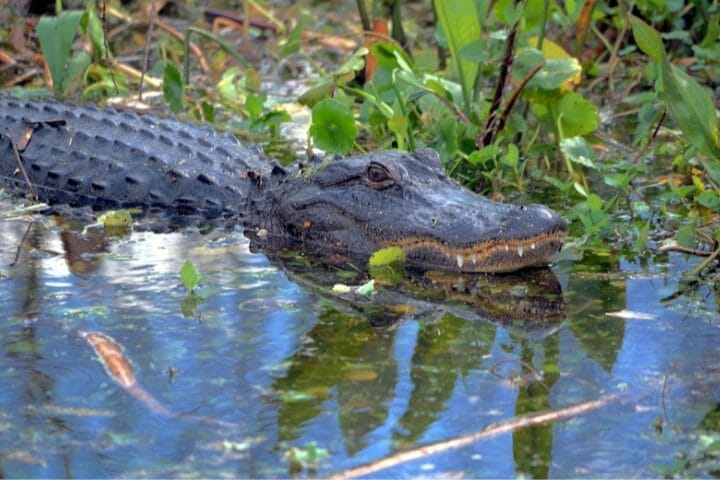 Alligator Predators: What Eats An Alligator Or Crocodile?