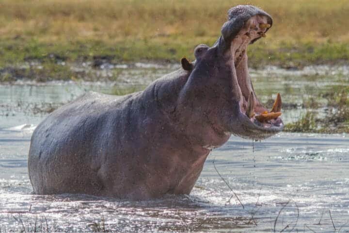 Alligator Predators: What Eats An Alligator Or Crocodile?