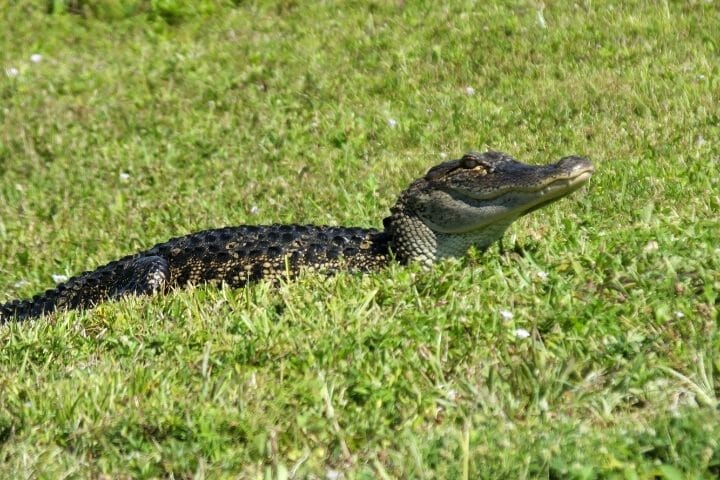 Alligator Predators: What Eats An Alligator Or Crocodile