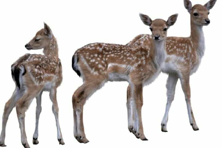 10 Deer Predators: What Eats A Deer