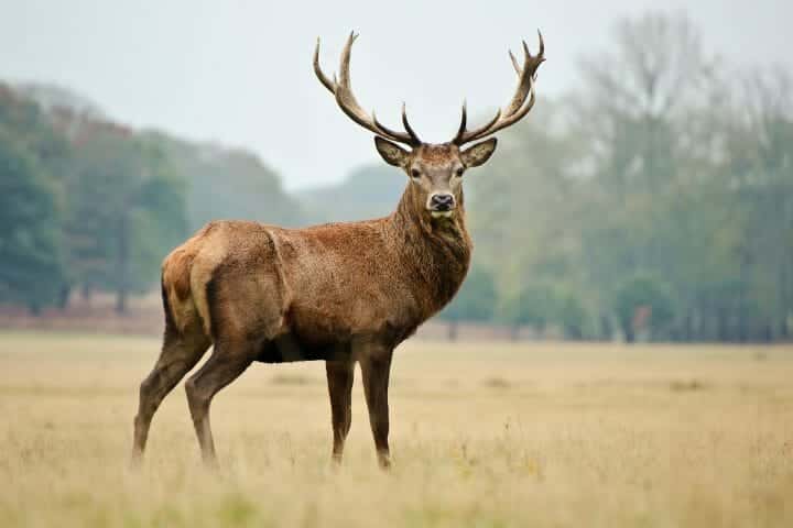 10 Deer Predators: What Eats A Deer