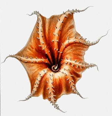 Artists drawing of the underside of a vampire squid.