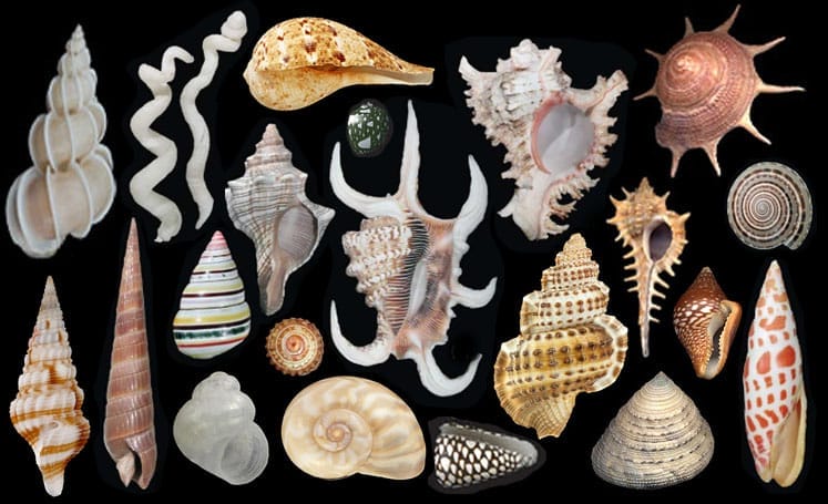 A selection of Gastropod Shells