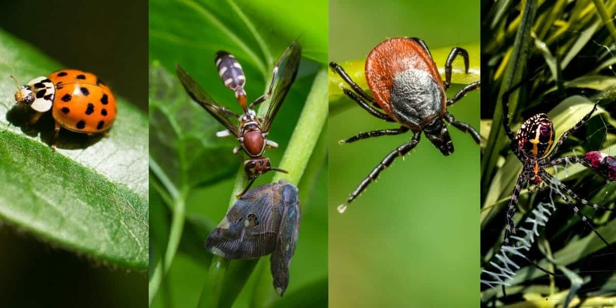 What-Is-The-Difference-Between-Bugs-And-Insects